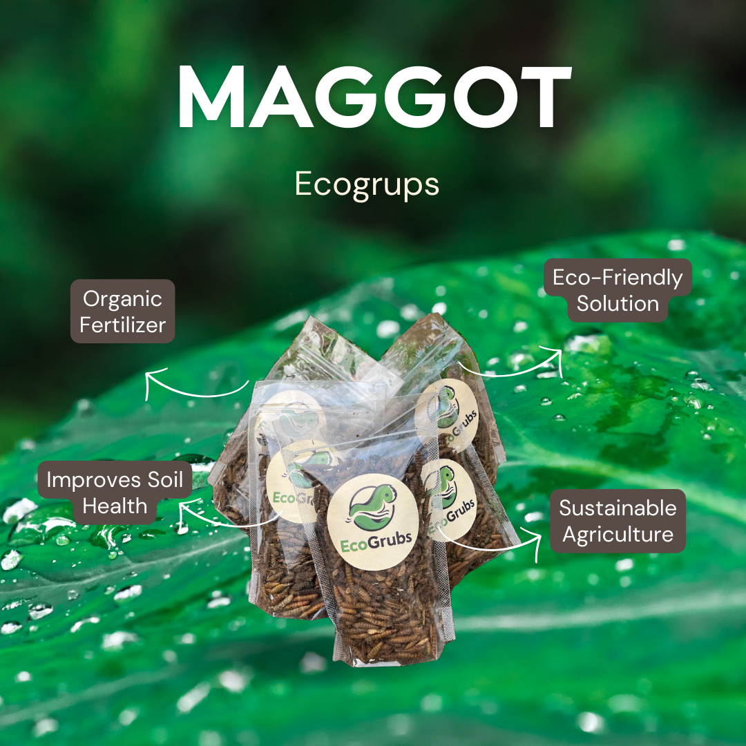 Maggot
